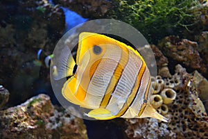 Sea butterflyfish