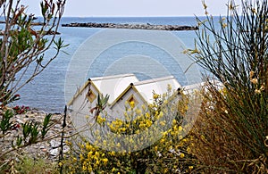 Sea cabins and flowering broom plants