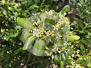 Sea camphor is an evergreen tree native to southeastern and southern China