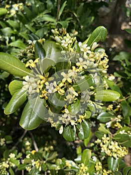 Sea camphor is an evergreen tree native to southeastern and southern China