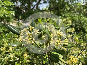 Sea camphor is an evergreen tree native to southeastern and southern China