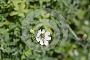 Sea campion