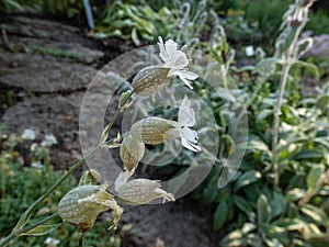 Sea Campion (Silene uniflora) blooming with solitary, white flowers with five deeply notched petals, sepals