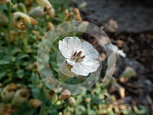 Sea Campion (Silene uniflora) blooming with solitary, white flowers with five deeply notched petals, sepals