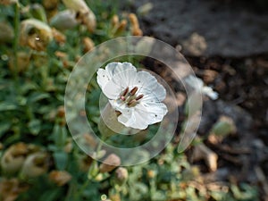 Sea Campion (Silene uniflora) blooming with solitary, white flowers with five deeply notched petals, sepals