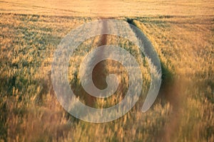 A sea of cereals during a sunset