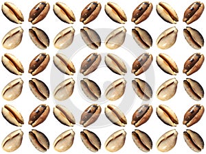 Sea clam seamless pattern on a white background