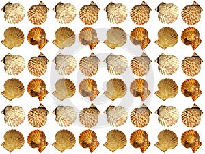 Sea clam seamless pattern on a white background