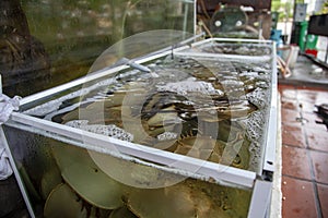 Sea clam in shell, horseshoe crab