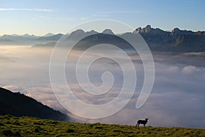 Sea of clouds in the Alps