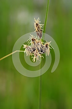 Sea clubrush