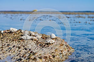 Sea coast with beautiful stones and shells