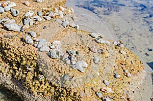 Sea coast with beautiful stones and shells