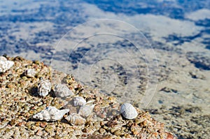 Sea coast with beautiful stones and shells