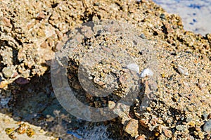 Sea coast with beautiful stones and shells