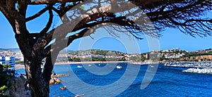 Sea coast with pine tree overviewing sant feliu de guixols village