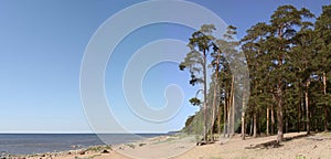 Sea coast with pines and the blue sky