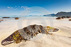 Sea coast with sandy beach,Lofoten Norway