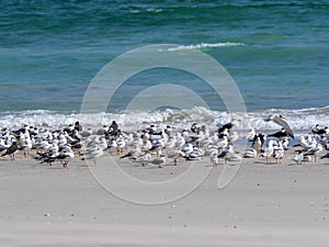 the sea coast of southern Oman are large flocks of various species of water birds