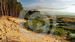 Sea coast and trees