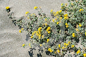 Sea or coastal medick, Medicago marina plant on a sandy beach. Close up photo