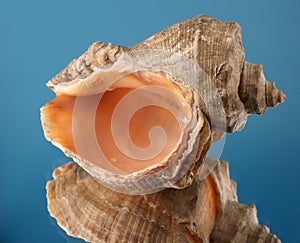 Sea cockleshell