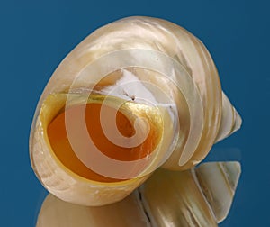 Sea cockleshell