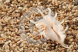 Sea cockleshell