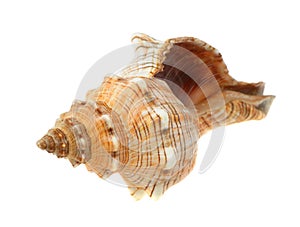 Sea cockleshell