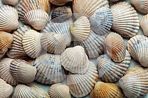 The sea cockleshell filled texture.