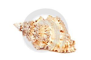 Sea cockleshell on a white background
