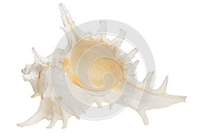 Sea cockleshell on a white background