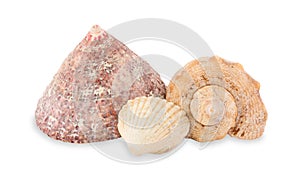 Sea cockleshells.