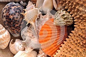 Sea cockleshells