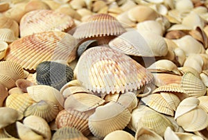 Sea cockleshells