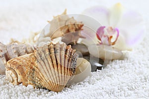 Sea cockleshells and orchid