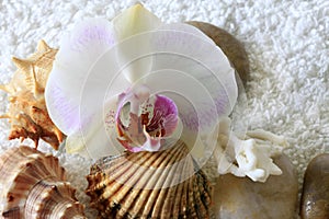 Sea cockleshells and orchid