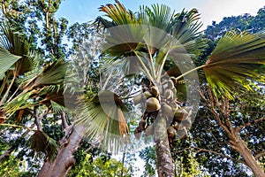 Sea coconut or Lodoicea maldivica