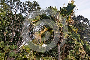 Sea coconut or Lodoicea maldivica