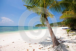 Sea with Coconut tree