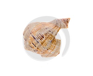 Sea colored shell, close up isolated, white background