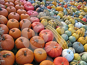 Sea of colorful diversified pumpkins