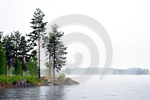 Sea with conifer trees in fog