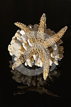 Sea coral and sea star