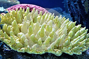 Sea coral submerged in water from a large aquarium
