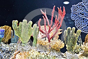 Sea coral submerged in water from a large aquarium