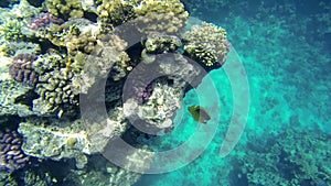 Sea corals with fishes and sun shining