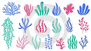Sea corals. Underwater plants, hand drawn marine botanical seaweed, polyps and corals, sea flora vector illustration set