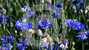 A sea of cornflowers, a journey through the colors and scents of nature