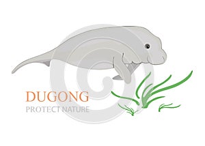 Sea cow (dugong dugong).